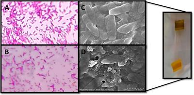 Design, Synthesis, and Quorum Quenching Potential of Novel Catechol–Zingerone Conjugate to Find an Elixir to Tackle Pseudomonas aeruginosa Through the Trojan Horse Strategy